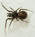 Steatoda grandis