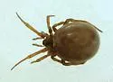 Steatoda grandis - photo 2