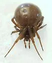 Steatoda grandis - photo 3