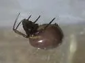 Steatoda grandis - photo 4