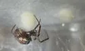 Steatoda grandis - photo 5