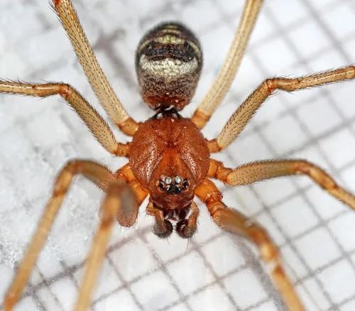 Steatoda grossa