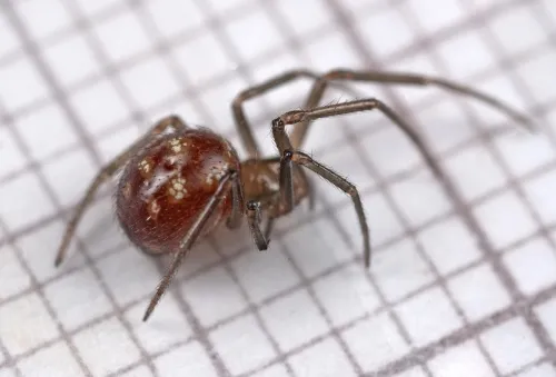 Steatoda grossa - photo 2