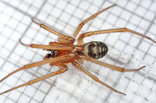 Steatoda grossa - photo 3