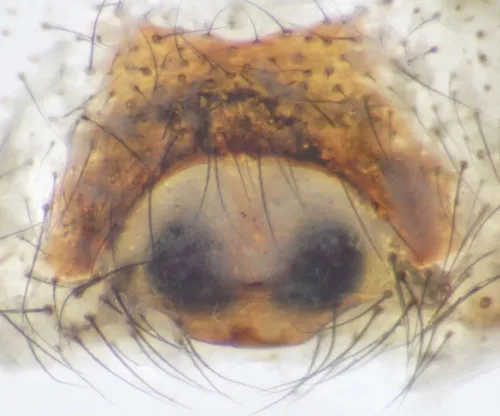 Steatoda grossa - photo 5