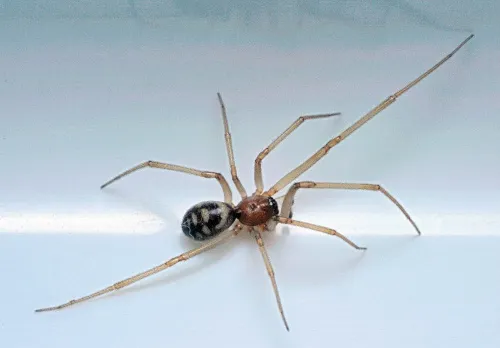 Steatoda grossa - photo 6