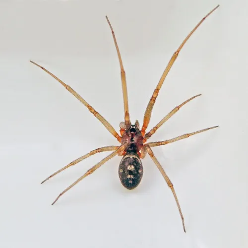 Steatoda grossa - photo 7