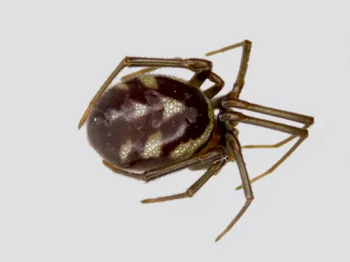 Steatoda grossa - photo 8