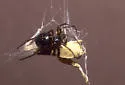 Steatoda hespera