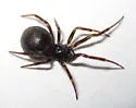 Steatoda hespera - photo 2