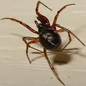 Steatoda hespera - photo 3