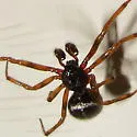 Steatoda hespera - photo 4