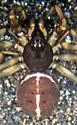Steatoda hespera - photo 5