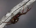 Steatoda mexicana