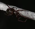 Steatoda mexicana - photo 2