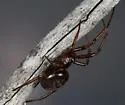 Steatoda mexicana - photo 3