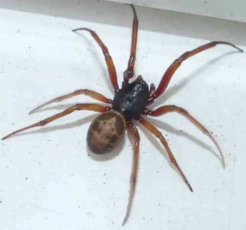 False Widow Spider