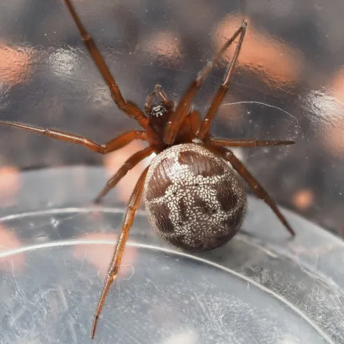 False Widow Spider - photo 2