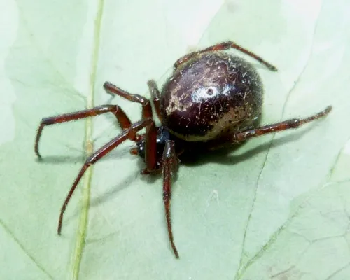 False Widow Spider - photo 3