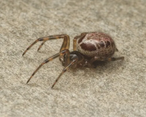False Widow Spider - photo 4