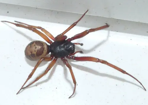 False Widow Spider - photo 5