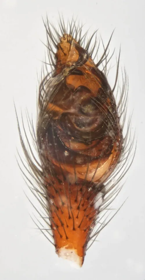False Widow Spider - photo 6
