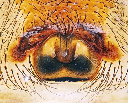 False Widow Spider - photo 7