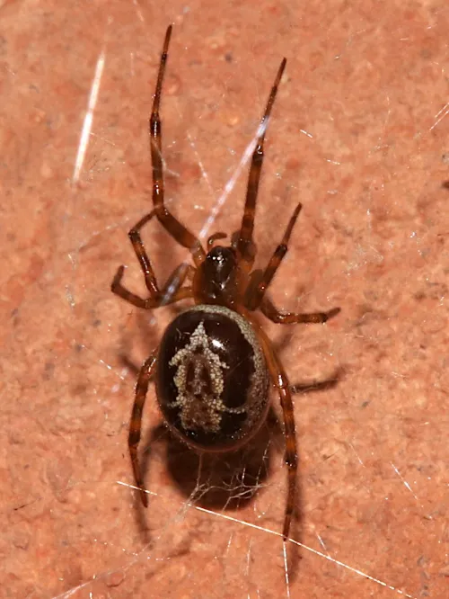 False Widow Spider - photo 8