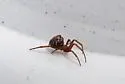 Steatoda punctulata