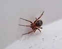 Steatoda punctulata - photo 3