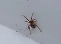 Steatoda punctulata - photo 4