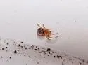Steatoda punctulata - photo 5