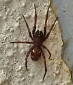 Steatoda transversa