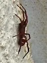 Steatoda transversa - photo 2