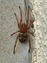 Steatoda transversa - photo 3