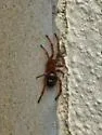 Steatoda transversa - photo 4