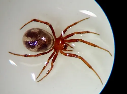 Steatoda variata - photo 2