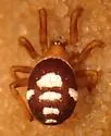 Steatoda washona