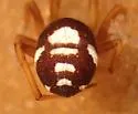 Steatoda washona - photo 2