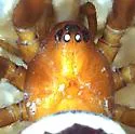 Steatoda washona - photo 3