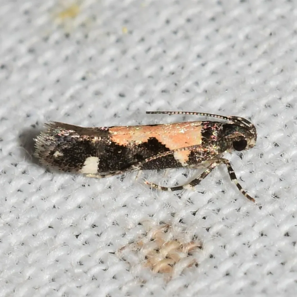 Red-necked Peanutworm Moth - photo 2