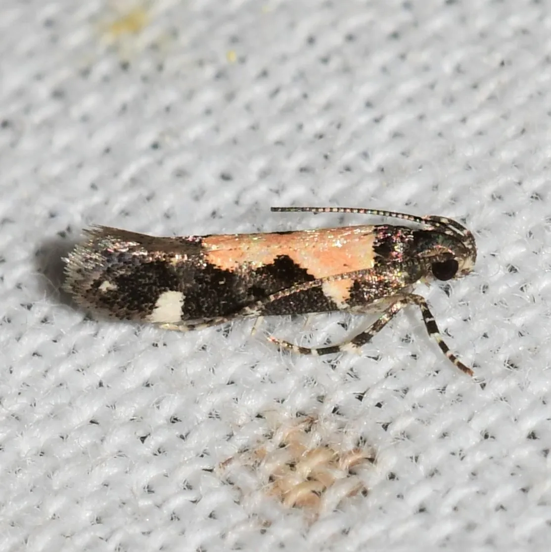 Red-necked Peanutworm Moth - photo 3