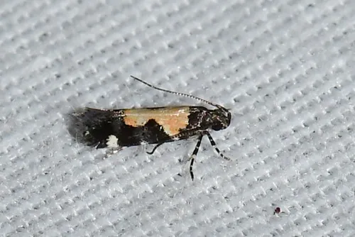 Red-necked Peanutworm Moth - photo 5