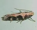 Teaweed Moth - Hodges#2209.1 - photo 2