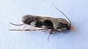 Teaweed Moth - Hodges#2209.1 - photo 4