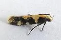 Teaweed Moth - Hodges#2209.1 - photo 5