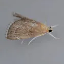 Stegea eripalis - Hodges#4864 - Stegea eripalis