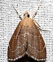 Stegea eripalis - Hodges#4864 - photo 2