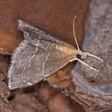 Stegea eripalis - Hodges#4864 - photo 3