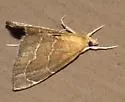 Stegea eripalis - Hodges#4864 - photo 4